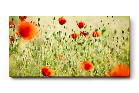 Sinus Art Wandbild 120x80cm Rote Mohnblumen im weichen Gegenlicht – luftig, lebendig und romantisch