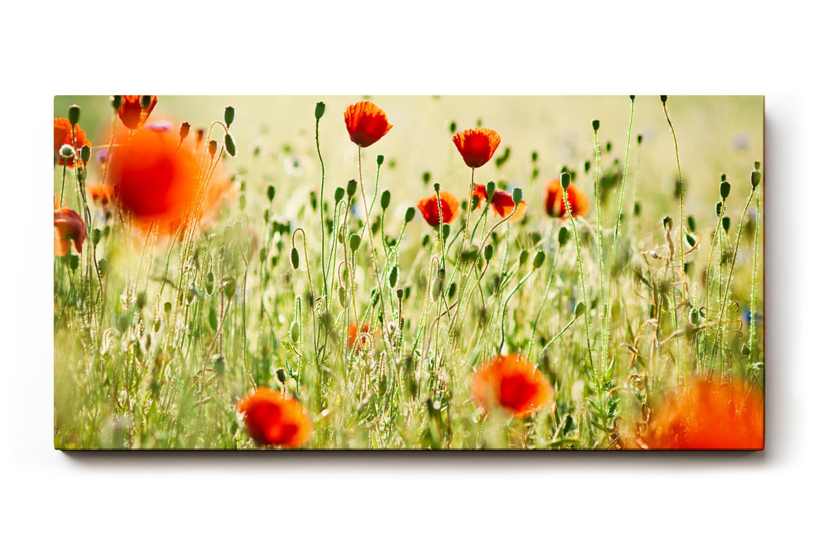 Sinus Art Wandbild 120x80cm Rote Mohnblumen im weichen Gegenlicht – luftig, lebendig und romantisch