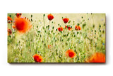 Sinus Art Wandbild 120x80cm Rote Mohnblumen im weichen Gegenlicht – luftig, lebendig und romantisch