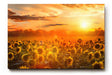 Sinus Art Wandbild 120x80cm Feld voller Sonnenblumen im goldenen Licht eines spektakulären Sonnenuntergangs