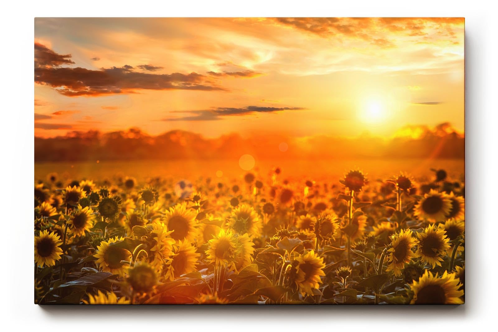 Sinus Art Wandbild 120x80cm Feld voller Sonnenblumen im goldenen Licht eines spektakulären Sonnenuntergangs