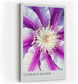 Paul Sinus Kunstdruck 40x60cm Clematis Bloom – violett-weiße Blüte in symmetrischer Komposition mit Fokus auf Zentrum