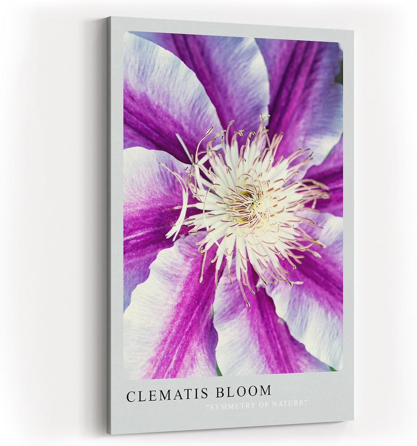 Paul Sinus Kunstdruck 40x60cm Clematis Bloom – violett-weiße Blüte in symmetrischer Komposition mit Fokus auf Zentrum