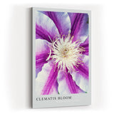 Paul Sinus Kunstdruck 40x60cm Clematis Bloom – violett-weiße Blüte in symmetrischer Komposition mit Fokus auf Zentrum