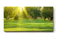 Sinus Art Wandbild 120x80cm Lichtdurchfluteter Wald mit kräftigem Grün und sanftem Schattenwurf
