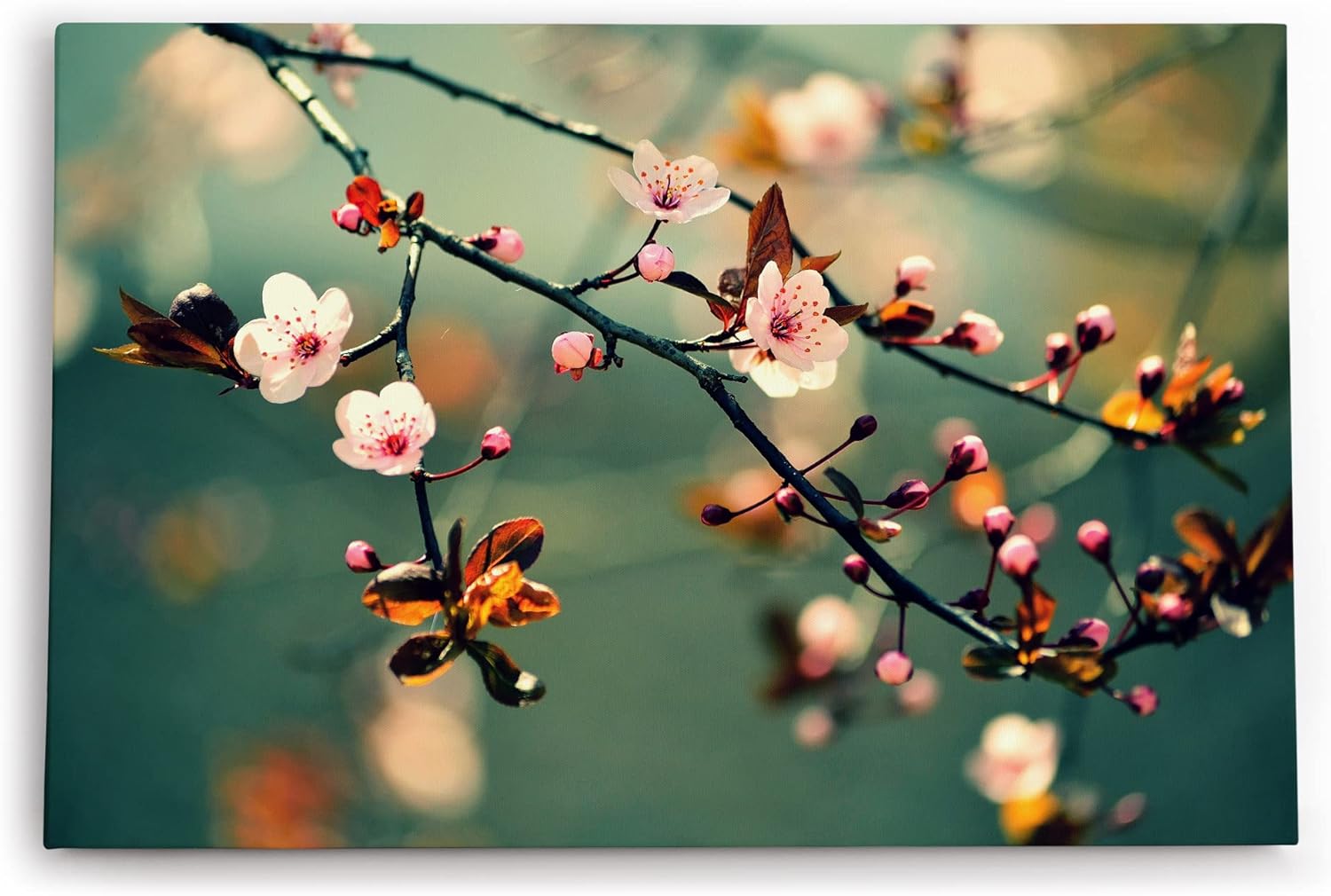 Paul Sinus Wandbild 120x80cm Kirschblüten Frühling Ast Zweig Baumblüten Blüten