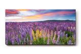 Sinus Art Wandbild 120x80cm Leuchtende Lupinen in Violett, Pink und Gelb vor einem dramatischen Abendhimmel