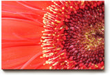 Sinus Art Wandbild 120x80cm Atemberaubende Nahaufnahme einer roten Blüte mit faszinierender Textur und Tiefe