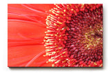 Sinus Art Wandbild 120x80cm Atemberaubende Nahaufnahme einer roten Blüte mit faszinierender Textur und Tiefe