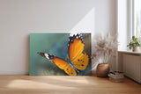 Sinus Art Wandbild 120x80cm Detaillierte Nahaufnahme eines orangefarbenen Schmetterlings mit harmonischer Komposition