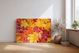 Sinus Art Wandbild 120x80cm Vielfältige Ahornblätter in leuchtenden Gelb- und Rottönen in Nahaufnahme