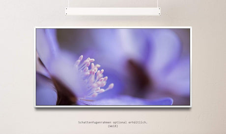 blaue Blume ca. 130x70cm Wandbild inklusive Schattenfugenrahmen weiss - Panorama Leinwand Bild XXL Format Wandbilder Wohnzimmer Wohnung Deko Kunstdrucke