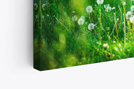 Paul Sinus Wandbild 120x80cm Grüne Wiese Pusteblumen Baum Sonnenschein Sommer