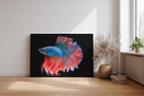 Sinus Art Wandbild 120x80cm Faszinierender Betta-Fisch mit dynamischer Flossenpracht in Rot und Blau auf dunklem Fond