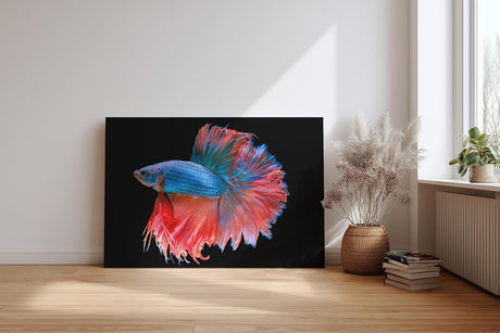 Sinus Art Wandbild 120x80cm Faszinierender Betta-Fisch mit dynamischer Flossenpracht in Rot und Blau auf dunklem Fond