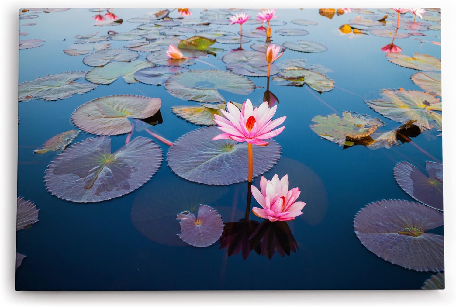 Paul Sinus Wandbild 120x80cm Lotosblume Blume Blüte Kunstvoll Lotos Rosa Wasserblumen