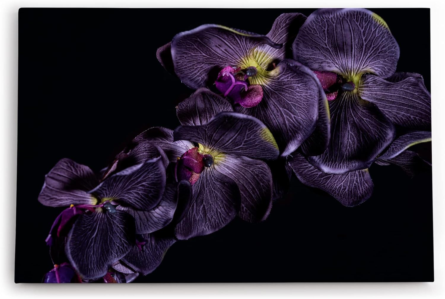 Paul Sinus Wandbild 120x80cm Dunkele Orchidee Blume Blüte Schwarz Fotokunst