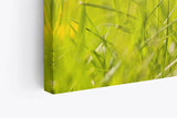 Paul Sinus Wandbild 120x80cm Sommerwiese Löwenzahn Schmetterling Gras Wiese