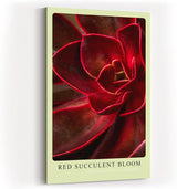 Paul Sinus Kunstdruck 40x60cm Red Succulent Bloom – Feuerrote Sukkulente in Nahaufnahme als modernes Kunstwerk