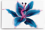 Paul Sinus Wandbild 120x80cm Orchidee Blume Blüte Blau Fotokunst Nahaufnahme