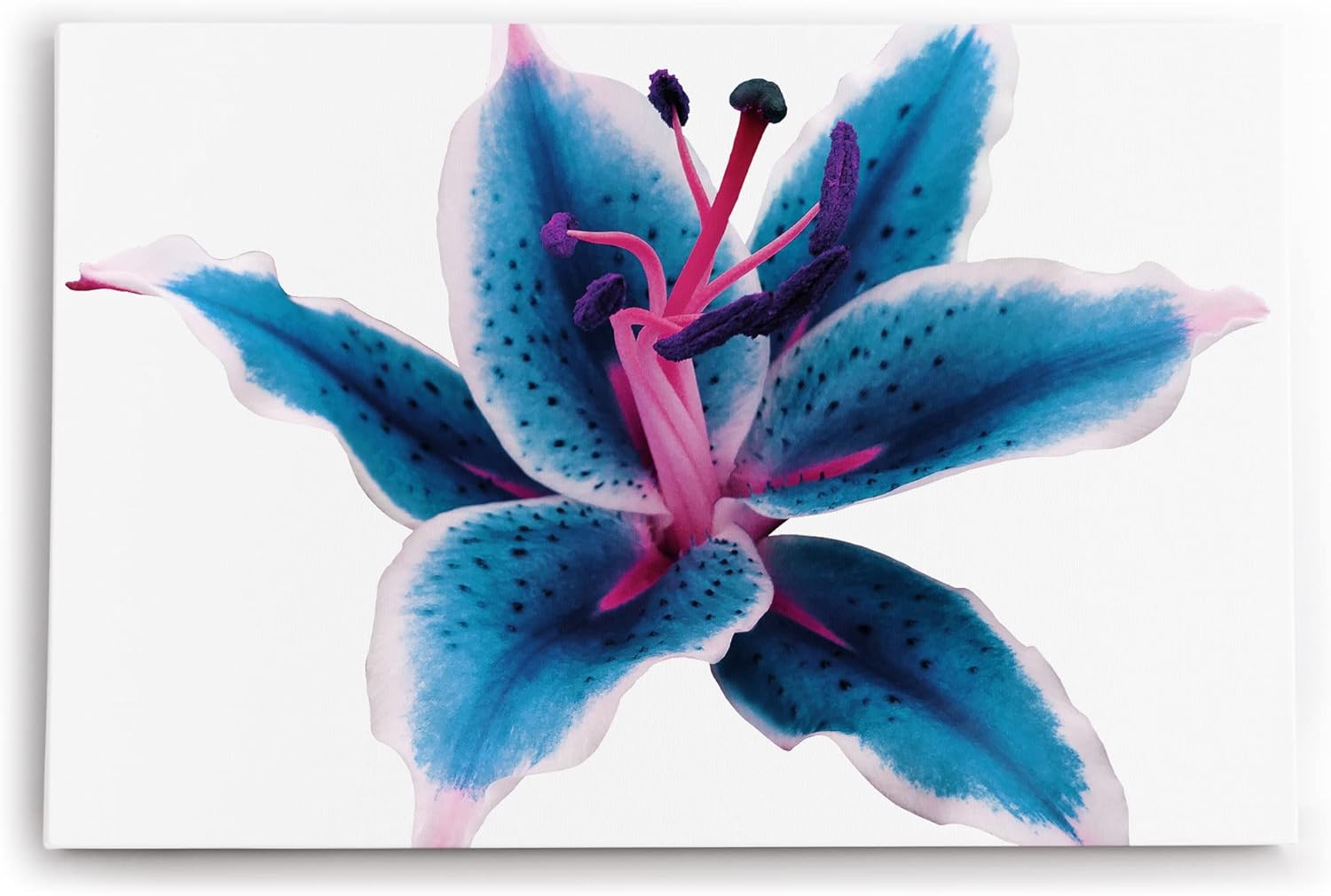Paul Sinus Wandbild 120x80cm Orchidee Blume Blüte Blau Fotokunst Nahaufnahme