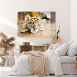 Paul Sinus Wandbild 120x80cm Kleiner Tiger Babytiger Katze Katzenbaby Flauschig