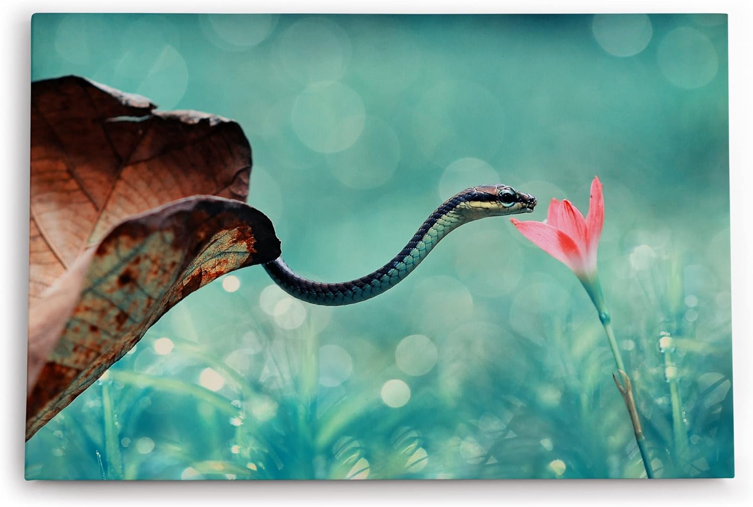 Paul Sinus Wandbild 120x80cm Babyschlange Schlange Blüte Tierfotografie Kunstvoll