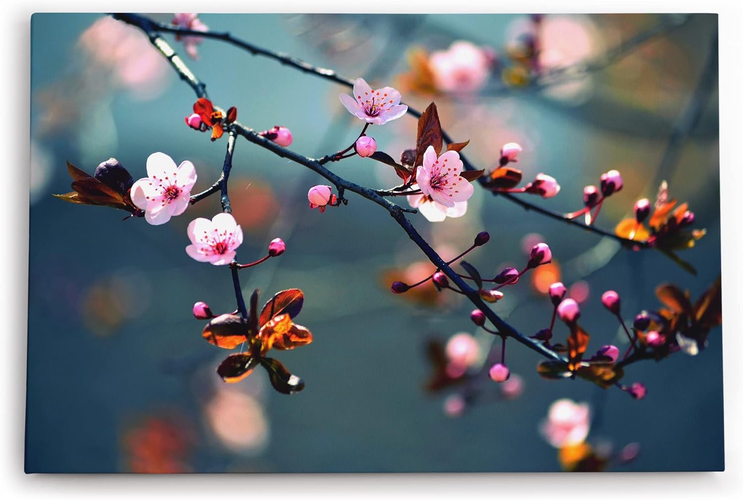 Paul Sinus Wandbild 120x80cm Baumblüten Kirschblüten Frühling Blüten Rosa