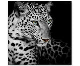 Paul Sinus Art Leinwandbilder | Bilder Leinwand 60x60cm Portrait eines liegenden Leoparden schwarzweiß