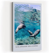 Paul Sinus Kunstdruck 40x60cm Galapagos Sea Lions – Verspielte Seelöwen unter Wasser in tropischem Blau