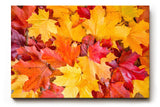 Sinus Art Wandbild 120x80cm Vielfältige Ahornblätter in leuchtenden Gelb- und Rottönen in Nahaufnahme