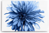 Paul Sinus Wandbild 120x80cm Dahlien Blume blaue Blüte Kunstvoll Fotokunst