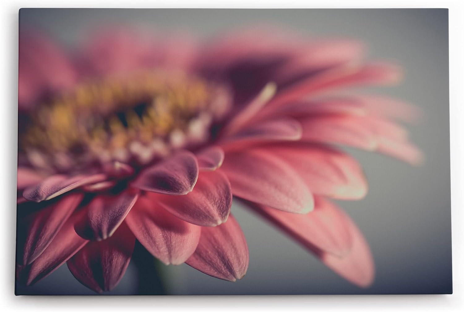 Paul Sinus Wandbild 120x80cm Gerbera Blume Blüte Rosa Nahaufnahme Kunstvoll