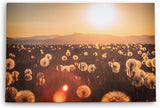 Paul Sinus Wandbild 120x80cm Sommerwiese Pusteblumen Wildblumen Sonnenschein Landschaft