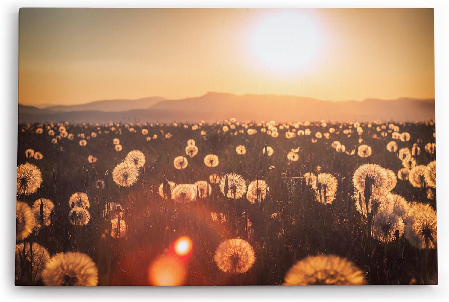 Paul Sinus Wandbild 120x80cm Sommerwiese Pusteblumen Wildblumen Sonnenschein Landschaft