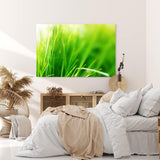 Paul Sinus Wandbild 120x80cm Gras Grashalme Grün Natur Nahaufnahme Wiese