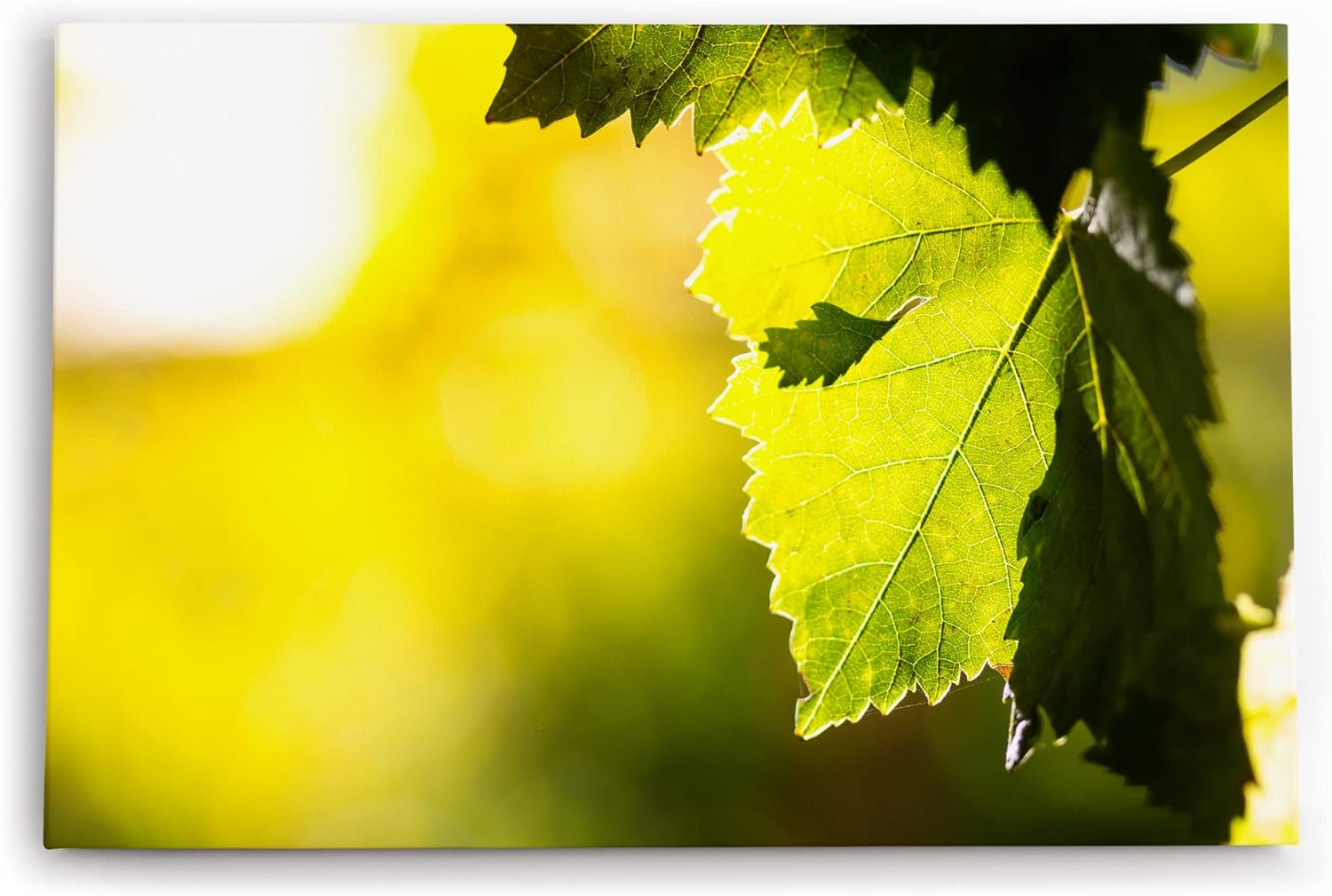 Paul Sinus Wandbild 120x80cm Eichenblatt Blatt Grün Sonnenschein Baum Fotokunst