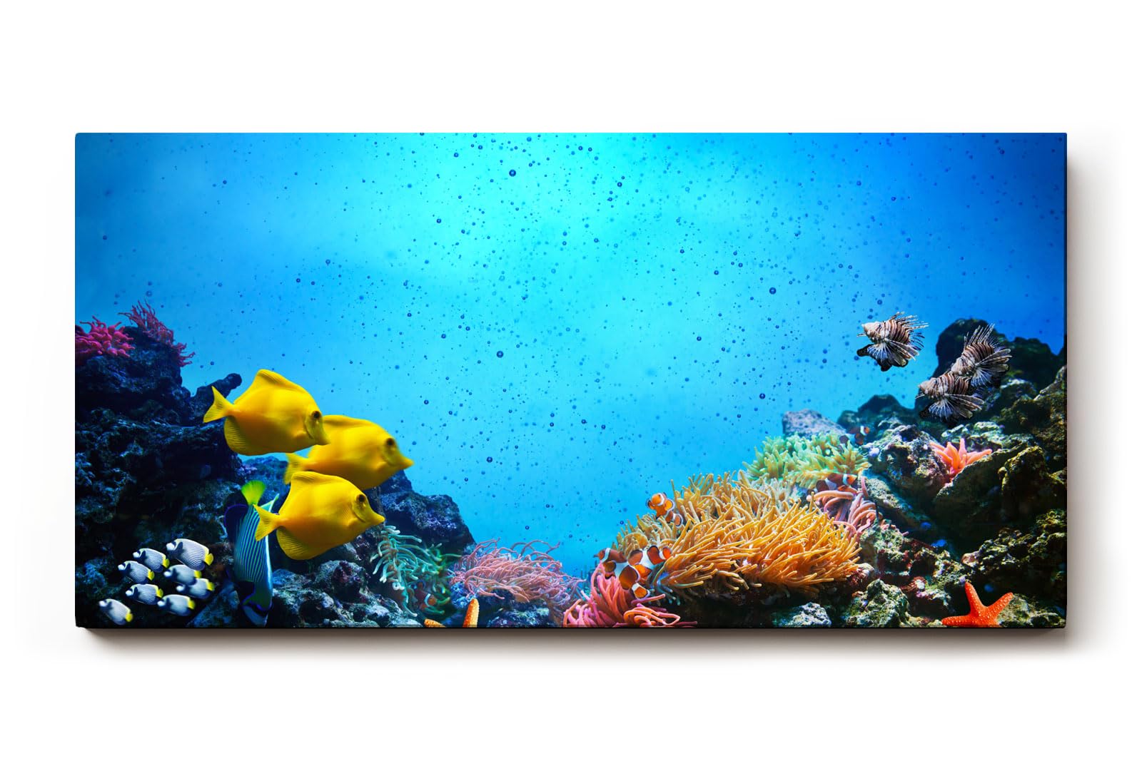 Sinus Art Wandbild 120x80cm Bunte Meeresbewohner und Korallen in einer lebendigen Unterwasserwelt