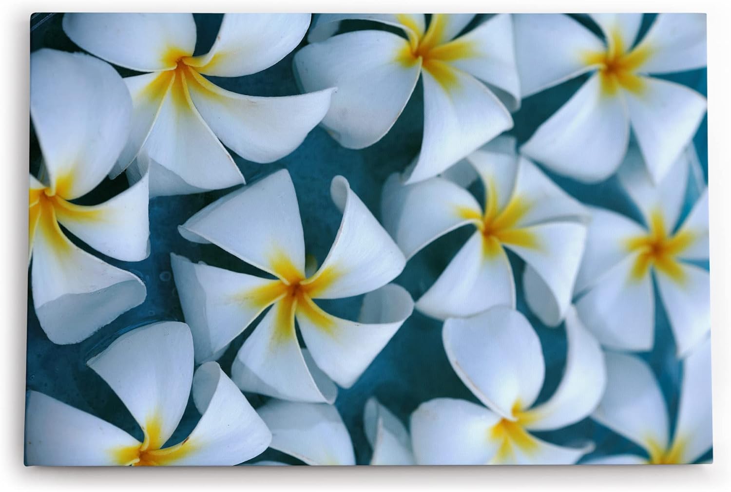 Paul Sinus Wandbild 120x80cm Blumen weiße Blüten Westindische Frangipani Kunstvoll