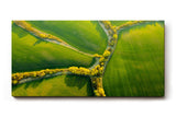 Sinus Art Wandbild 120x80cm Atemberaubende Luftaufnahme mit geometrisch verlaufenden Baumreihen auf sattem Grün