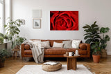 Sinus Art Wandbild 120x80cm Detailreiche Nahaufnahme einer geöffneten roten Rose mit sanft geschwungenen Blütenblättern
