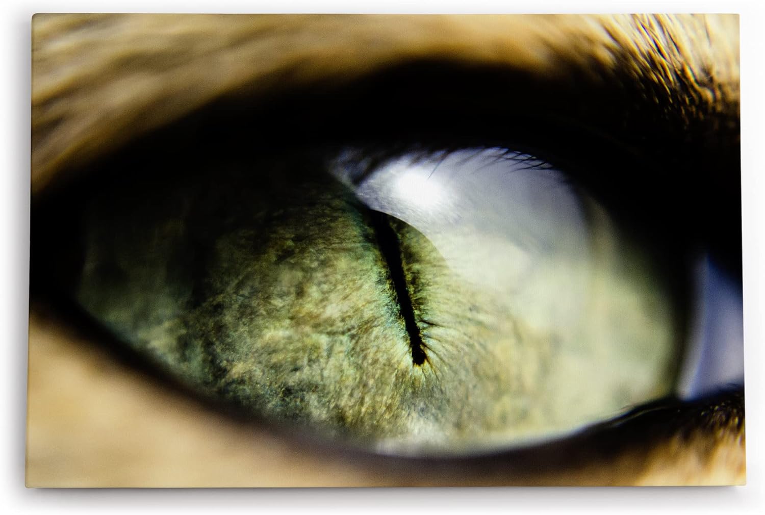 Paul Sinus Wandbild 120x80cm Katzenauge Auge Fotokunst Nahaufnahme Katze