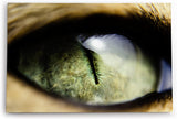Paul Sinus Wandbild 120x80cm Katzenauge Auge Fotokunst Nahaufnahme Katze