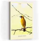 Paul Sinus Kunstdruck 40x60cm Golden Perch mit gelbem Singvogel auf Ast vor hellem Hintergrund