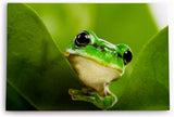 Paul Sinus Wandbild 120x80cm Frosch grünes Blatt Natur Grün Pflanze Fotokunst Regenwald