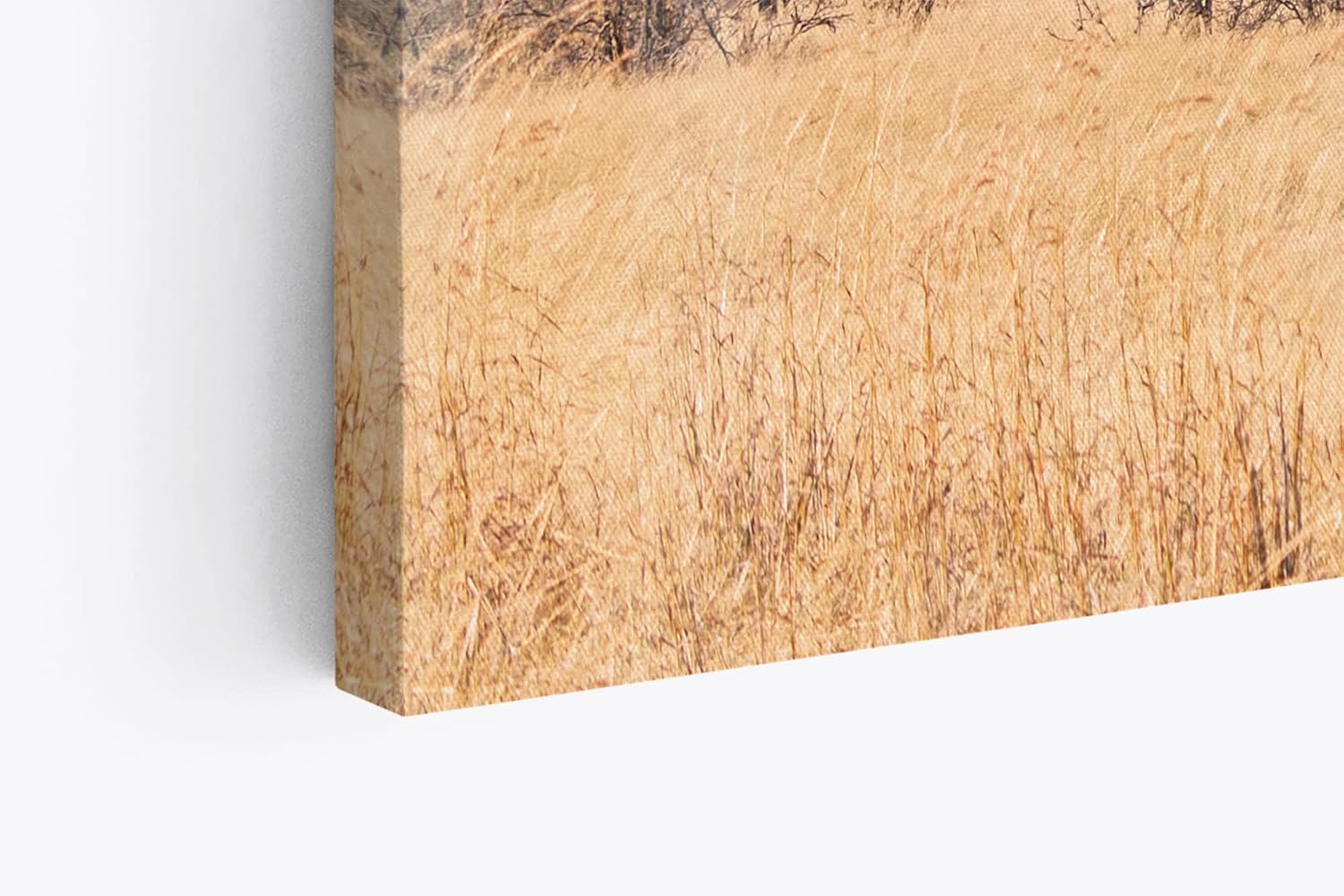 Paul Sinus Wandbild 120x80cm Afrikanische Landschaft Burkea Africana Bäume Sonnenuntergang