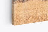 Paul Sinus Wandbild 120x80cm Afrikanische Landschaft Burkea Africana Bäume Sonnenuntergang