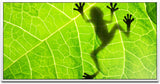 Frosch hinter einem Blatt ca. 130x70cm Wandbild inklusive Schattenfugenrahmen weiss - Panorama Leinwand Bild XXL Format Wandbilder Wohnzimmer Wohnung Deko Kunstdrucke