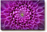 Sinus Art Wandbild 120x80cm Symmetrische Blütenarchitektur in kräftigem Violett mit ausdrucksstarker Mitte