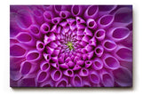 Sinus Art Wandbild 120x80cm Symmetrische Blütenarchitektur in kräftigem Violett mit ausdrucksstarker Mitte